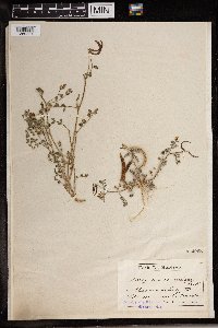 Image of Astragalus annularis