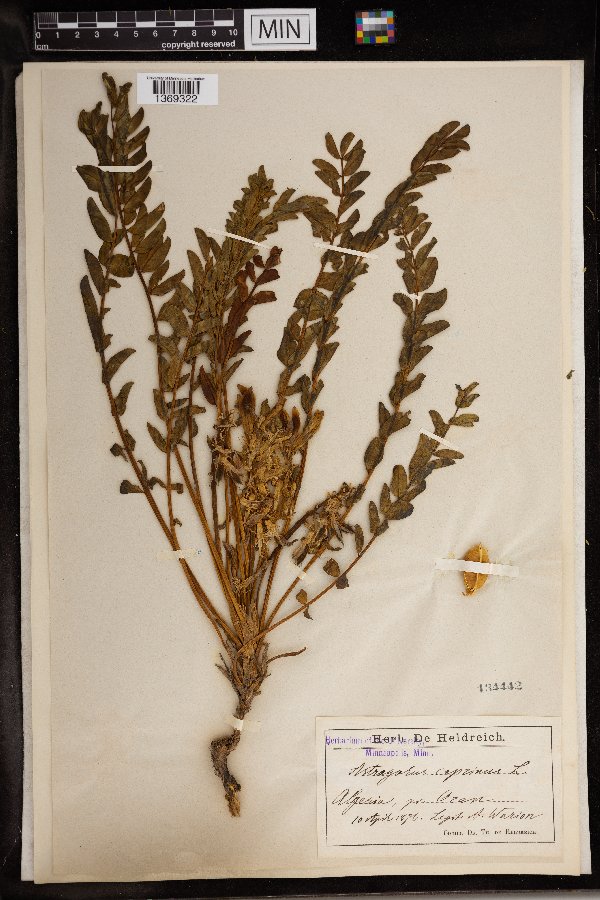 Astragalus caprinus image