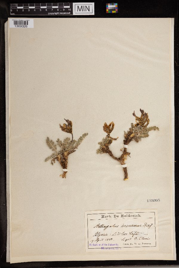 Astragalus incurvus image