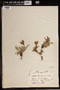 Image of Astragalus incurvus