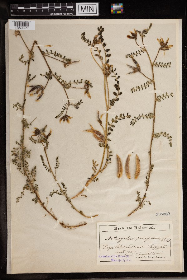 Astragalus peregrinus image