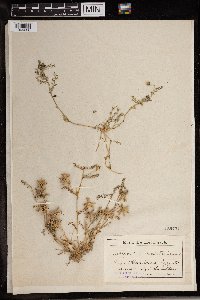 Astragalus stella image