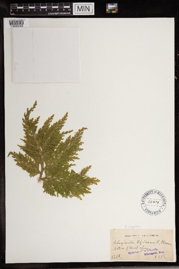 Selaginella vogelii image