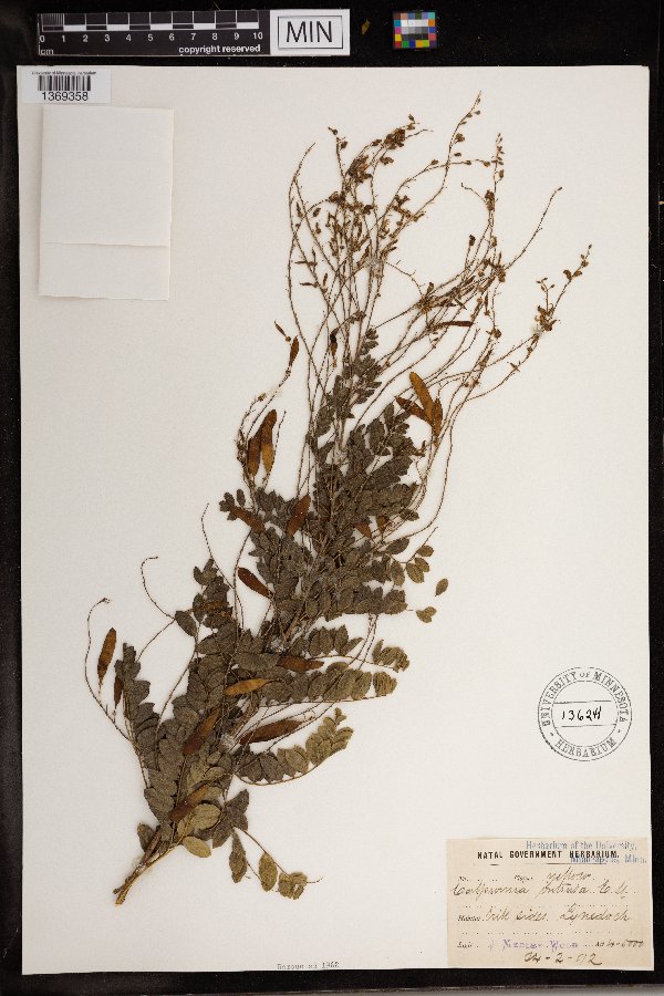 Calpurnia villosa image