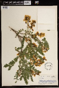 Calpurnia aurea subsp. aurea image