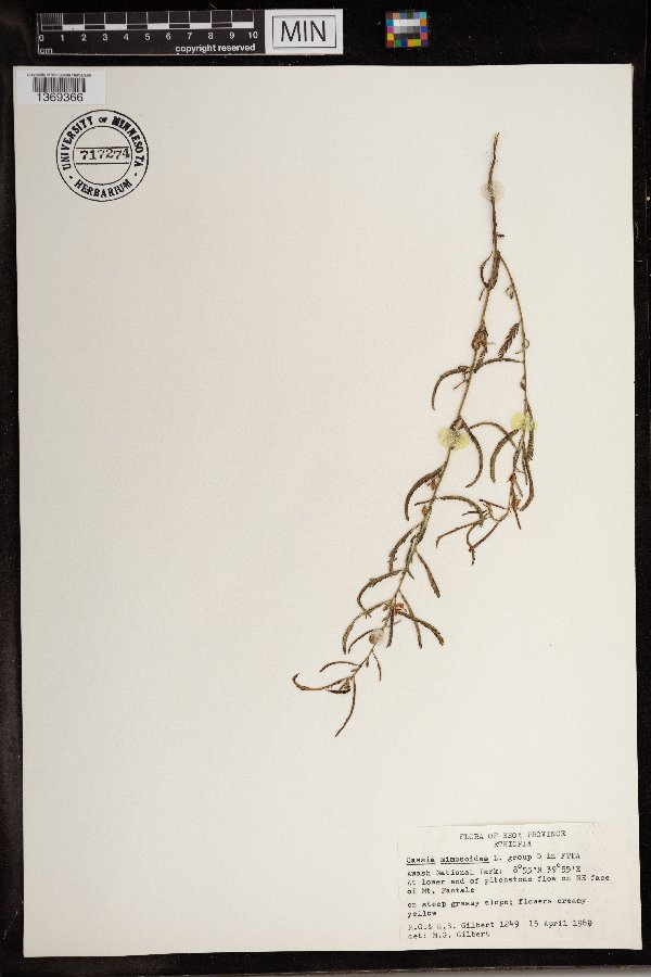 Chamaecrista mimosoides image