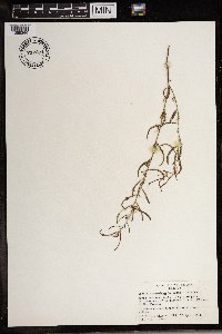Chamaecrista mimosoides image