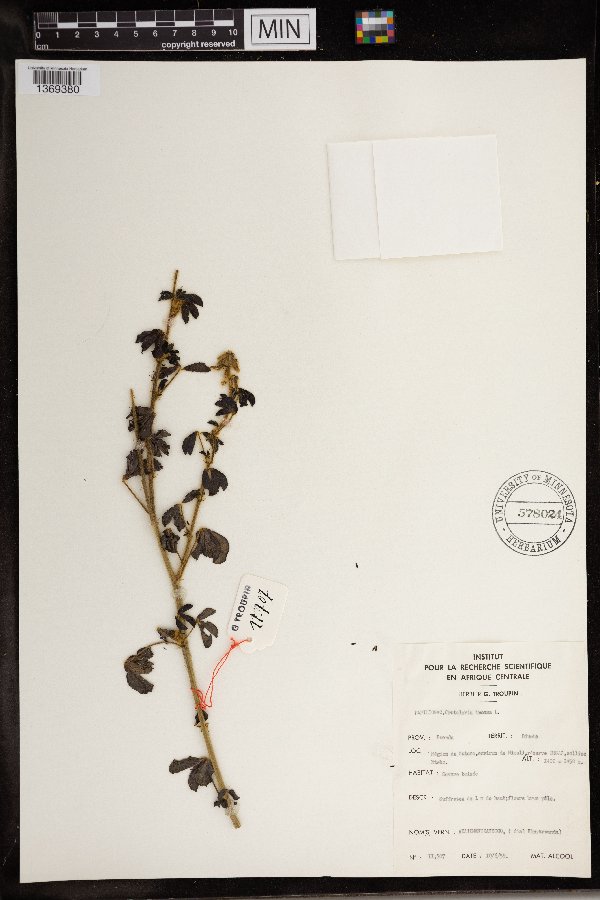 Crotalaria incana image