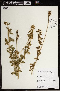 Crotalaria mesopontica image