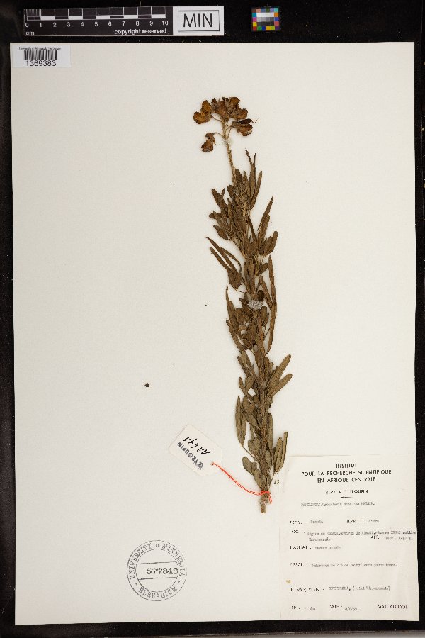 Crotalaria natalitia image