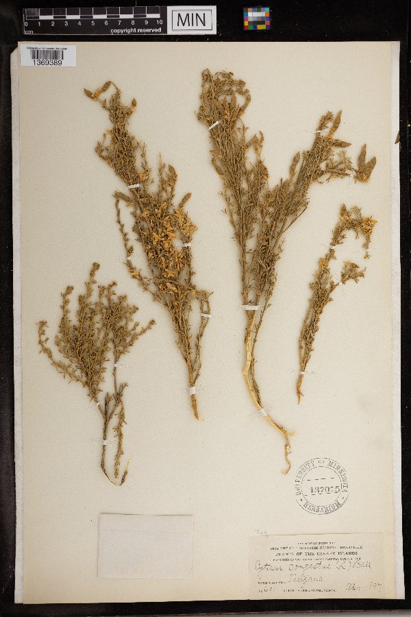 Genista microphylla image