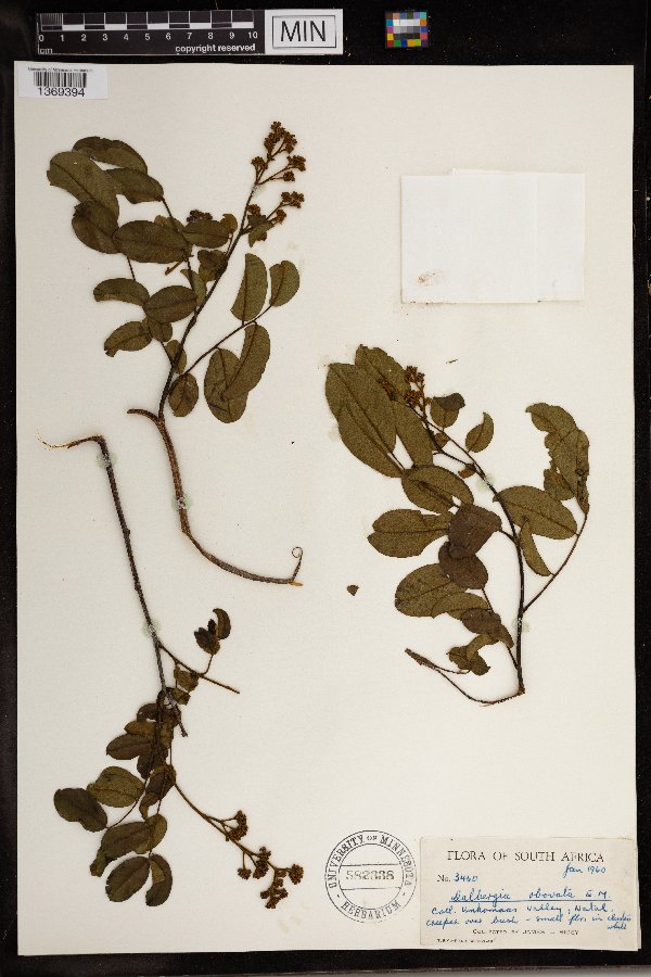 Dalbergia obovata image