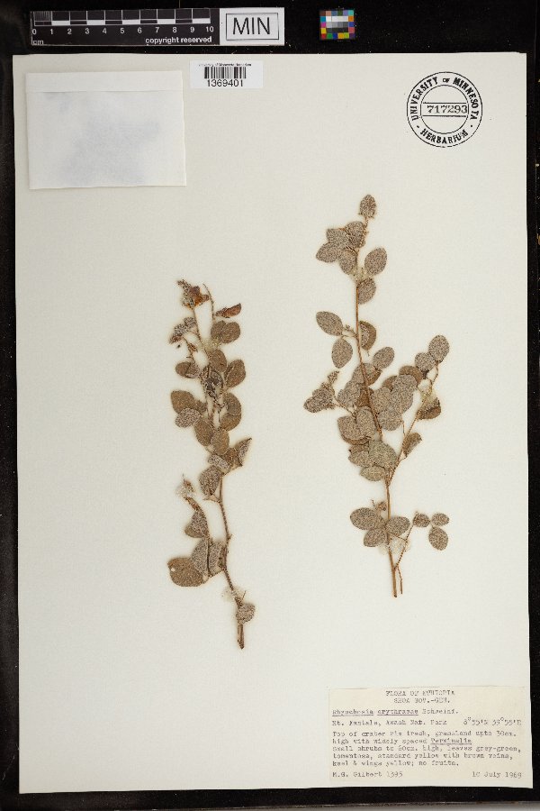 Rhynchosia erythraeae image