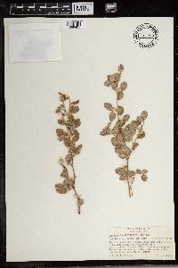 Image of Rhynchosia erythraeae