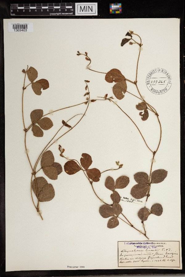 Rhynchosia hirsuta image