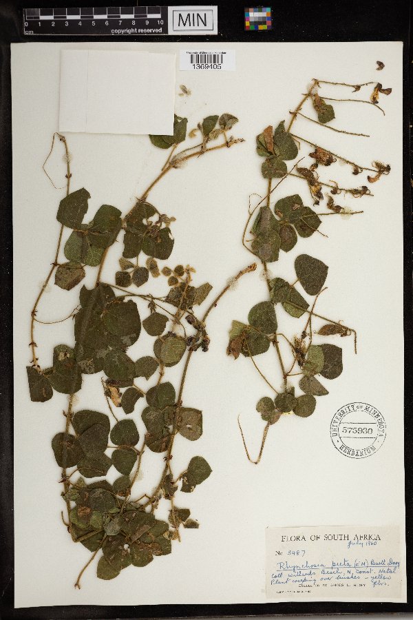 Rhynchosia picta image