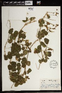 Rhynchosia picta image