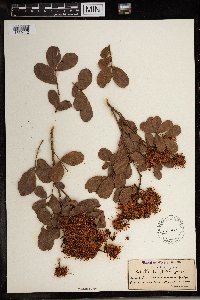Schotia latifolia image