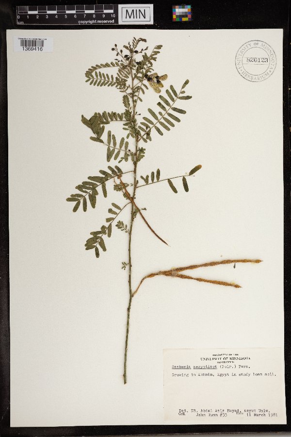 Sesbania aegyptiaca image