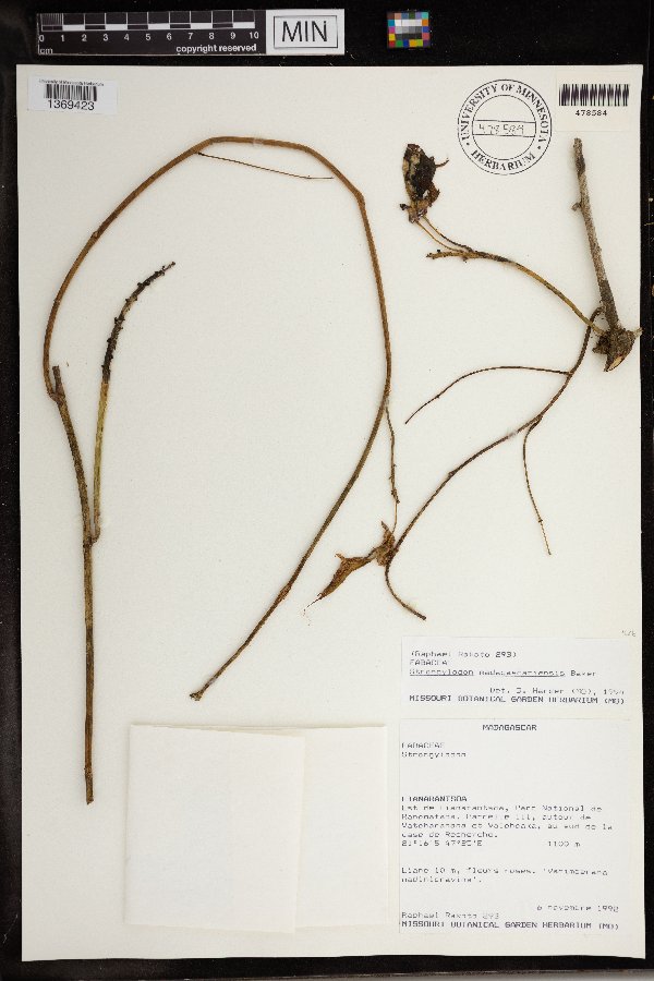 Strongylodon madagascariensis image