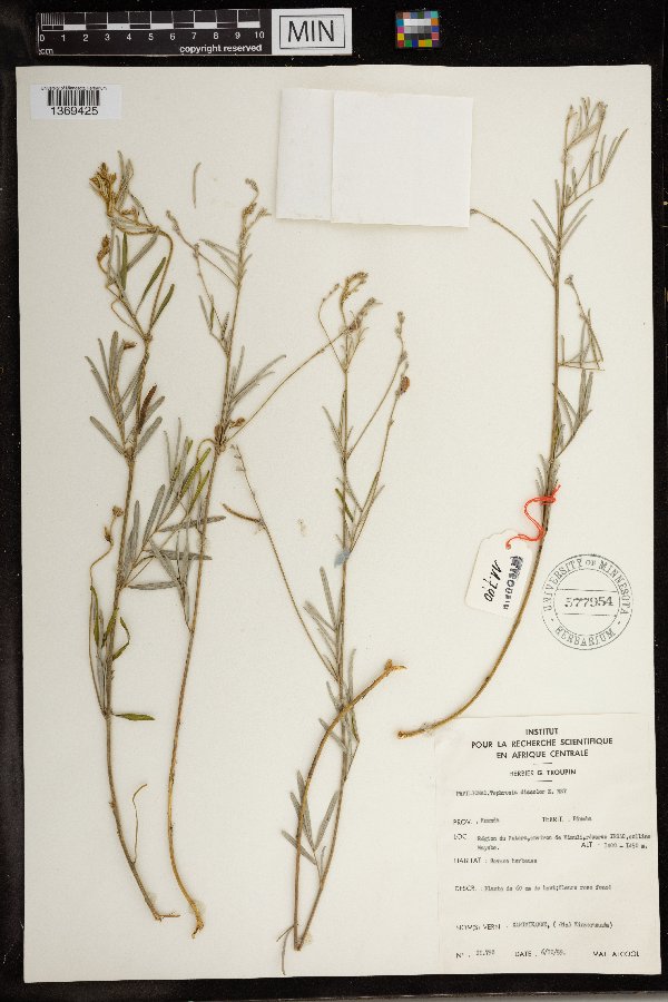 Tephrosia linearis var. discolor image