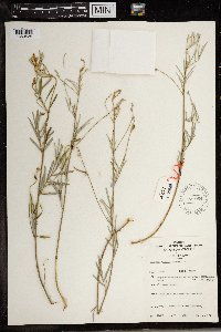 Image of Tephrosia linearis