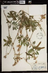 Tephrosia grandiflora image