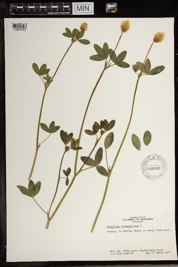 Trifolium alexandrinum image