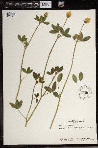 Image of Trifolium alexandrinum