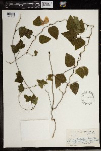 Image of Vigna longifolia