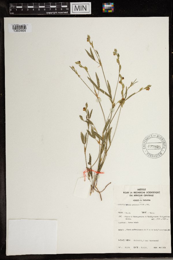 Zornia pratensis image
