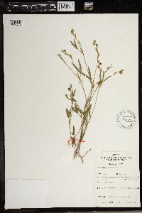 Image of Zornia pratensis