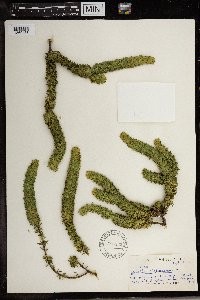 Image of Muraltia alopecuroides