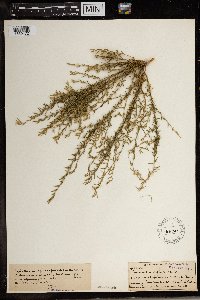 Image of Muraltia stipulacea