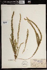 Image of Muraltia lancifolia