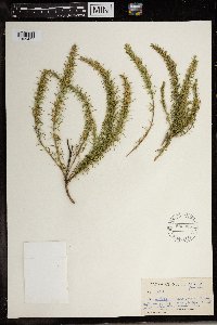 Image of Muraltia macowanii