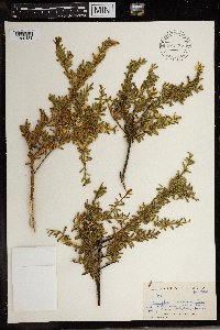 Image of Muraltia spinosa