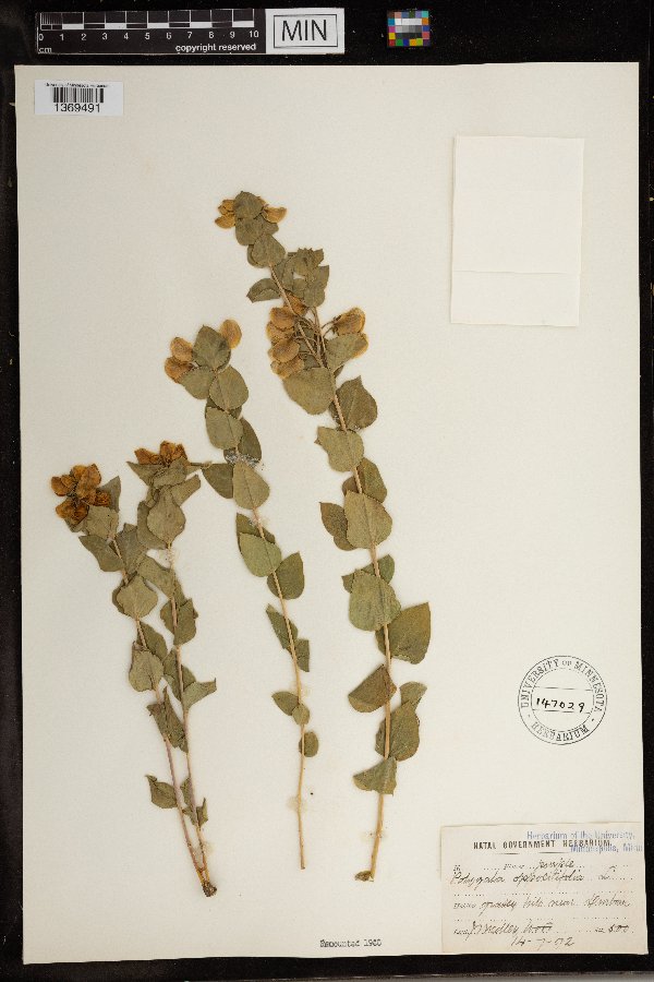 Polygala fruticosa image