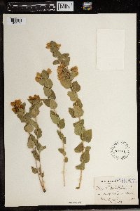 Polygala fruticosa image
