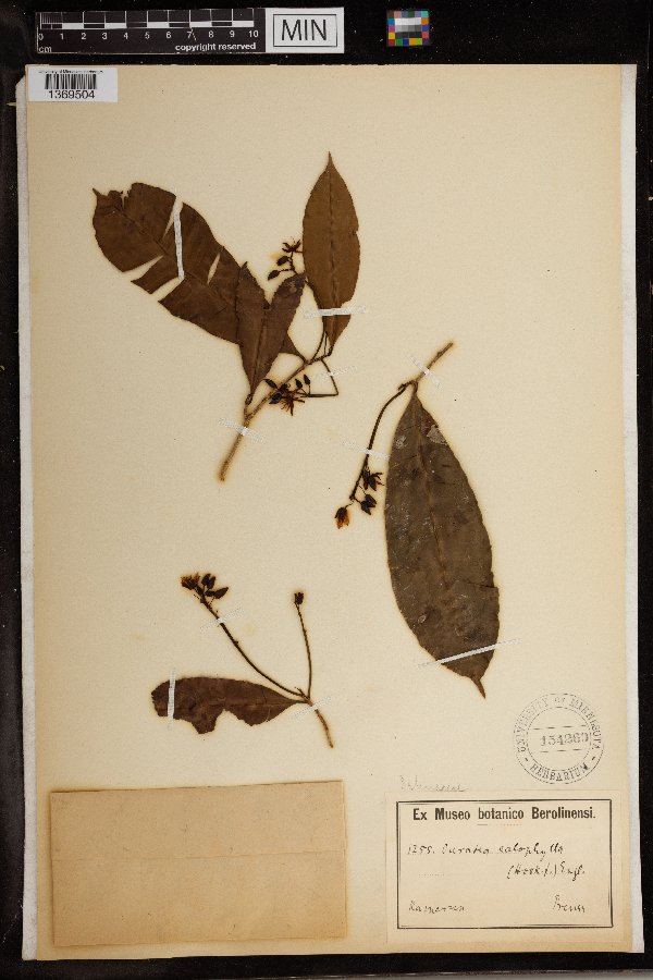 Rhabdophyllum calophyllum image
