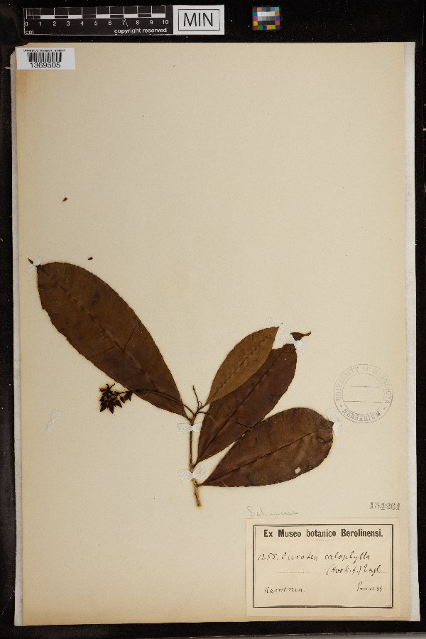 Rhabdophyllum calophyllum image