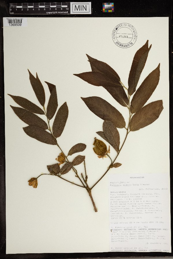 Paropsia grandiflora image