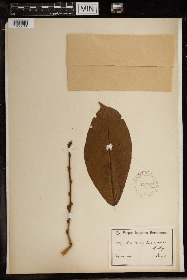 Antidesma laciniatum image