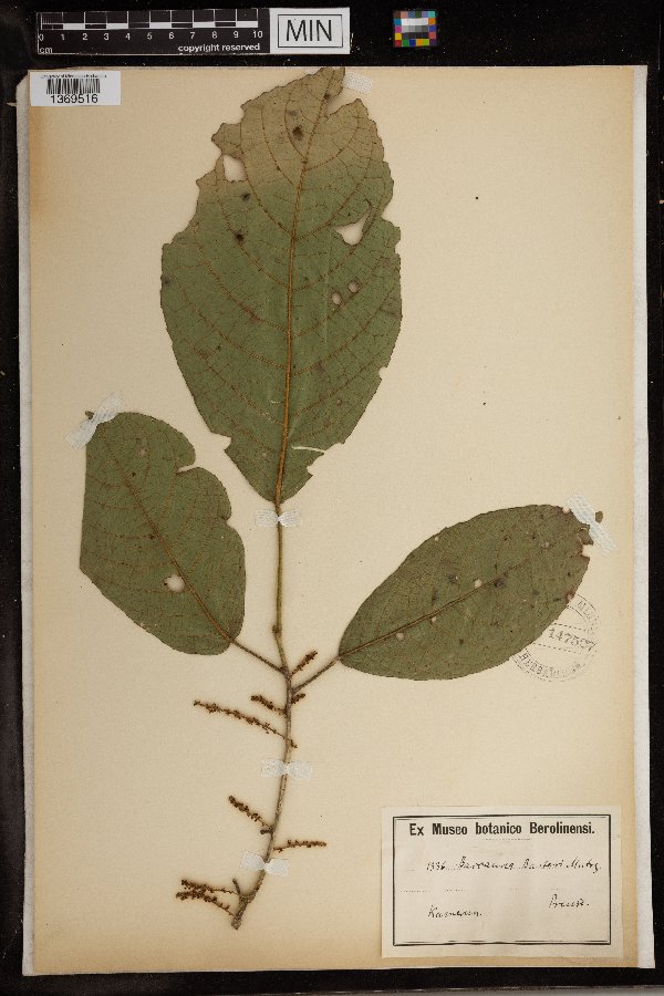 Maesobotrya barteri var. barteri image