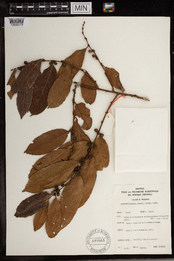 Bridelia micrantha image