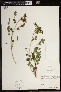 Phyllanthus nummulariifolius subsp. nummulariifolius image