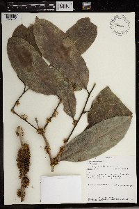Sibangea arborescens image