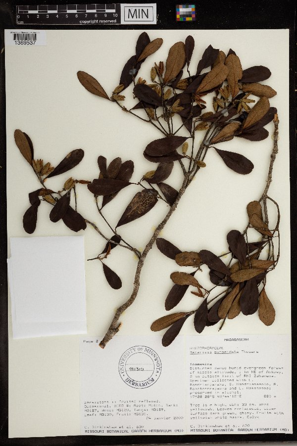 Macarisia pyramidata image