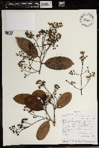 Calantica cerasifolia image