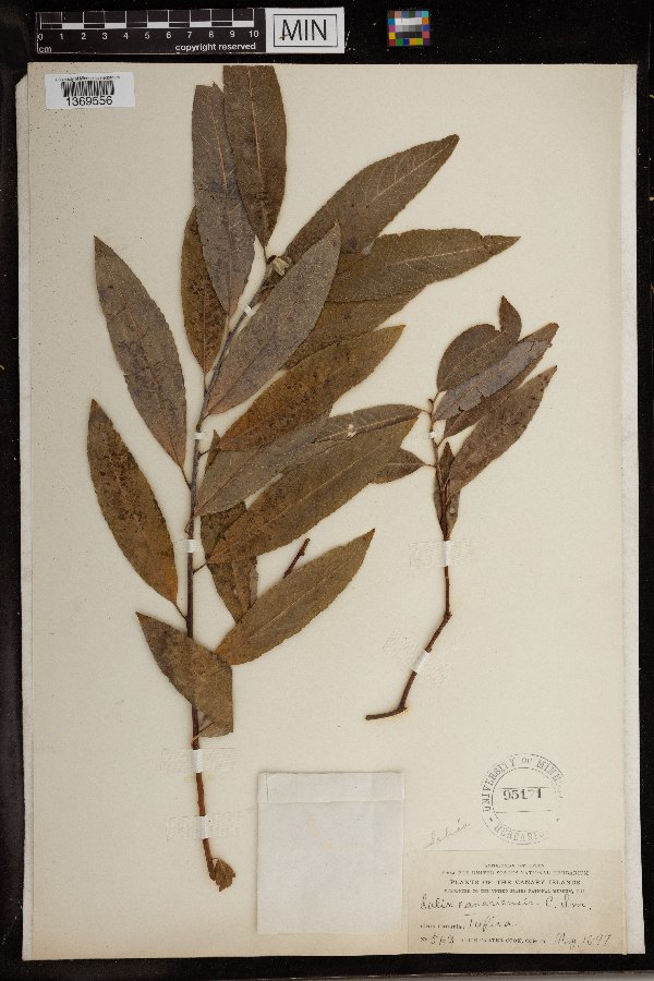Salix pedicellata subsp. canariensis image